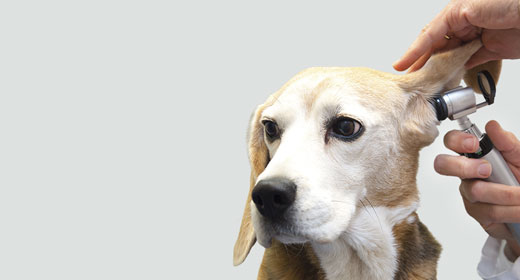 cms-banner-2